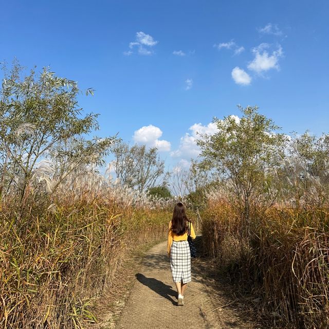 서울 가을 꽃구경 ‘반포한강공원 서래섬’