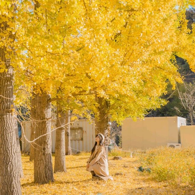 💛외국 자작나무숲의 한국버전 은행나무숲 [경주, 도리마을]