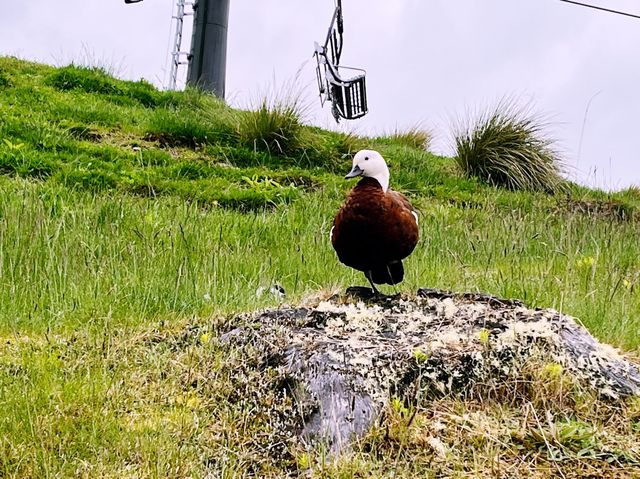 Queenstown Skyline Gondola