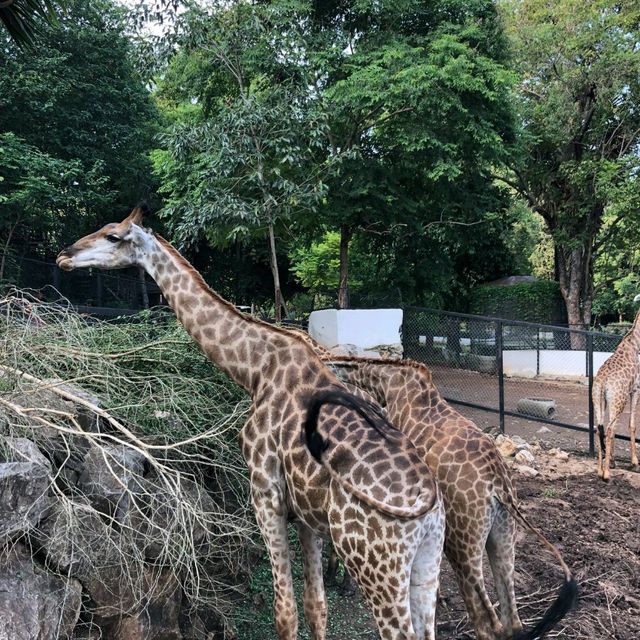 Khao Yai's Bonanza Exotic Zoo