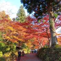 岩手県！世界遺産【平泉】中尊寺圧巻の紅葉
