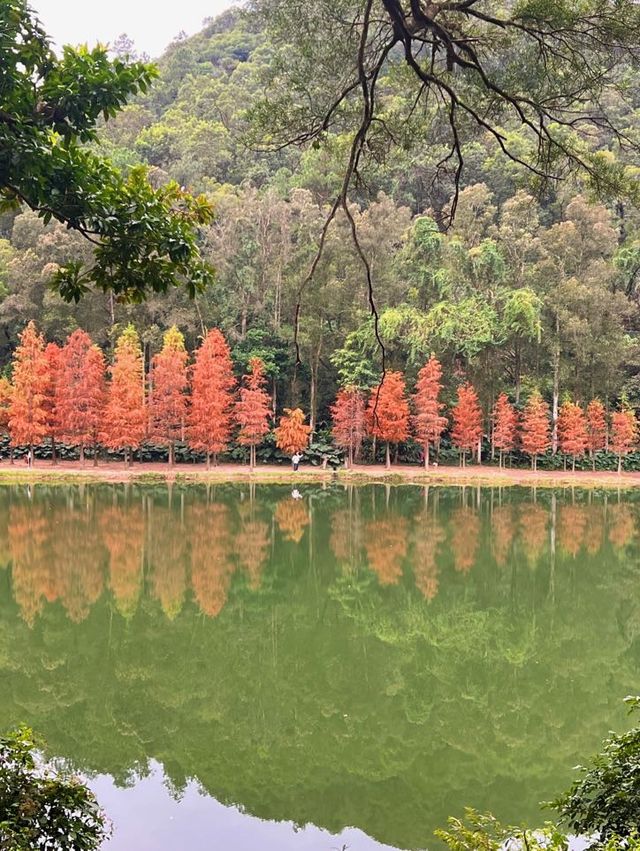 流水響落羽松📸