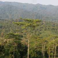 farm hill waruwangi