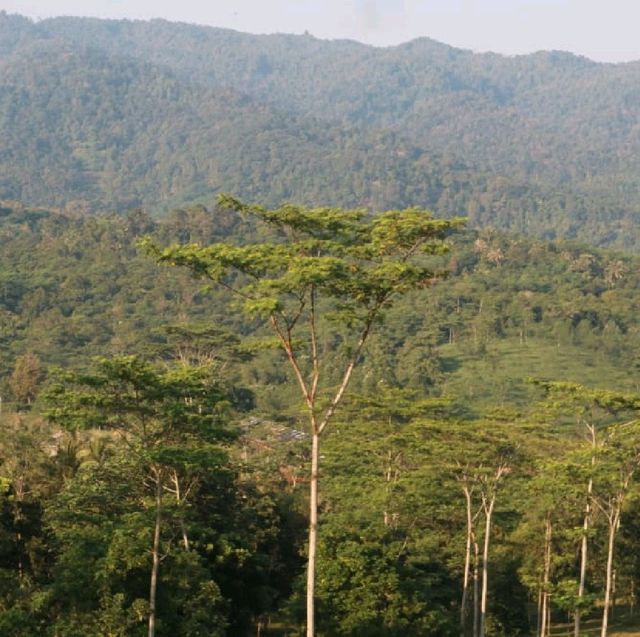 farm hill waruwangi