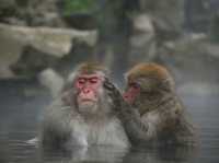 Snow Monkey Park