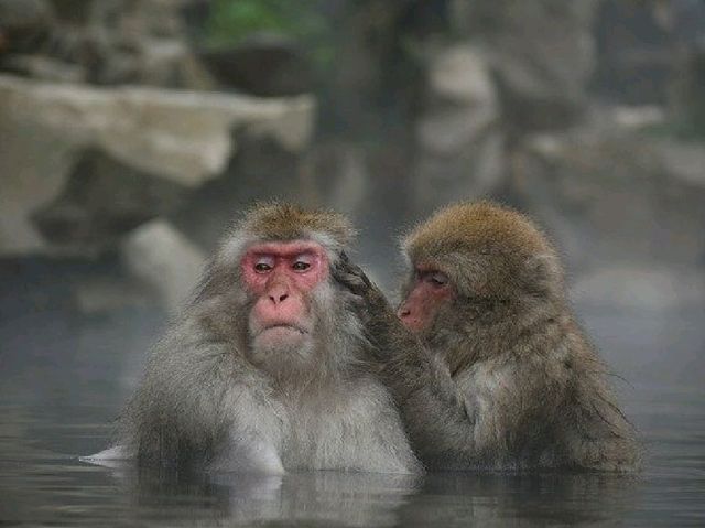 Snow Monkey Park