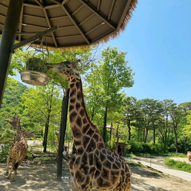 에버랜드 동물원 
