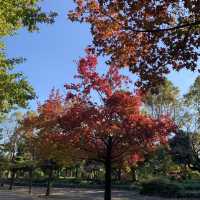 柏の葉公園　秋の紅葉が綺麗