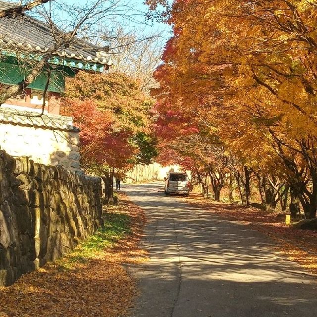 금산사 단풍