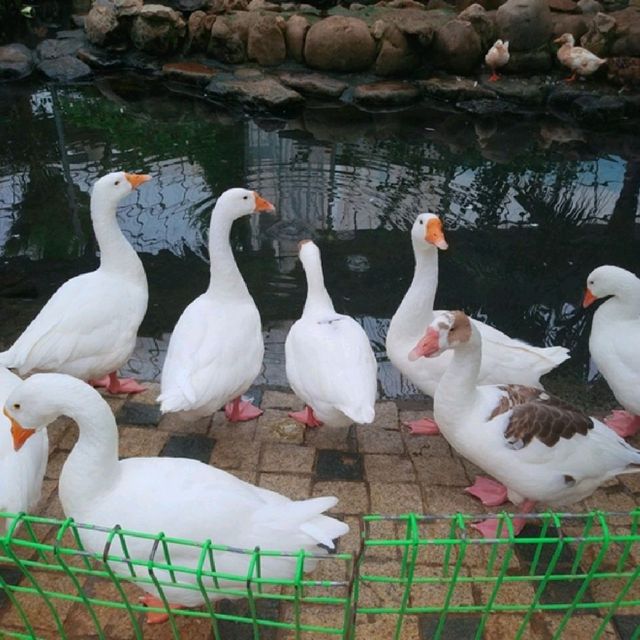 경주 버드파크, 경주 가볼만한 곳