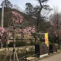 おすすめは桜の時期の三重塔！