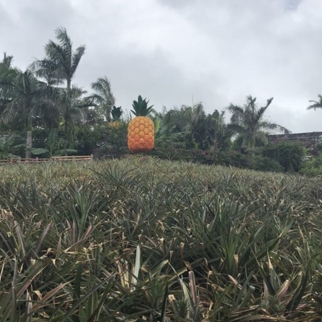 名護菠蘿🍍園😌體驗種植菠蘿🍍之類