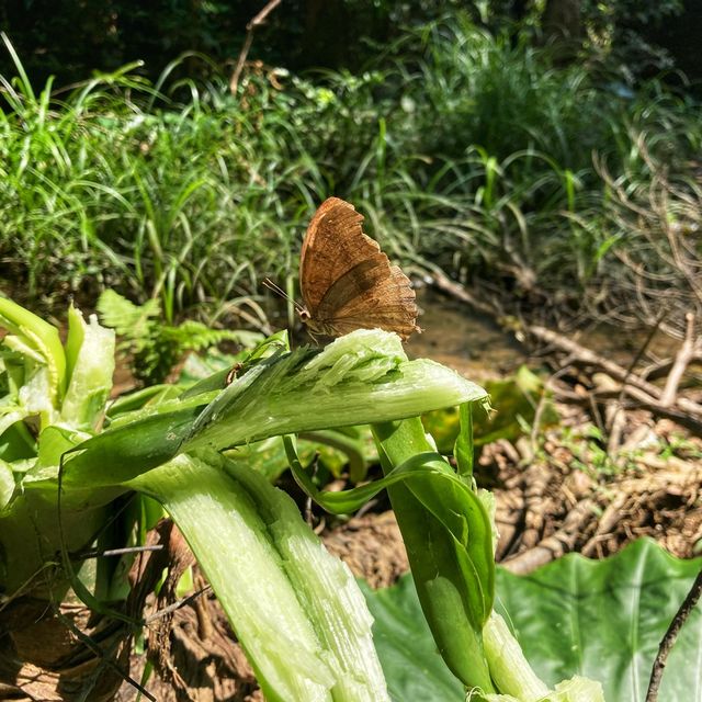 菠蘿壩自然教育徑 - 絕美白千層