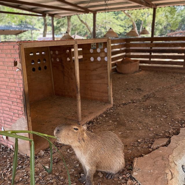 埔心牧場🪵✨可愛療癒動物