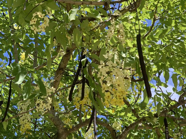 本地遊 ｜ 荔枝角公園 ｜賞花 ｜ 小百日草