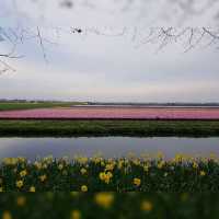 Amazing display of tulips!