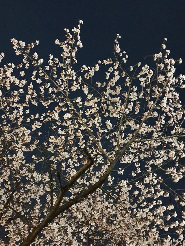 밤에 더 빛나는 석촌호수 벚꽃🌸✨