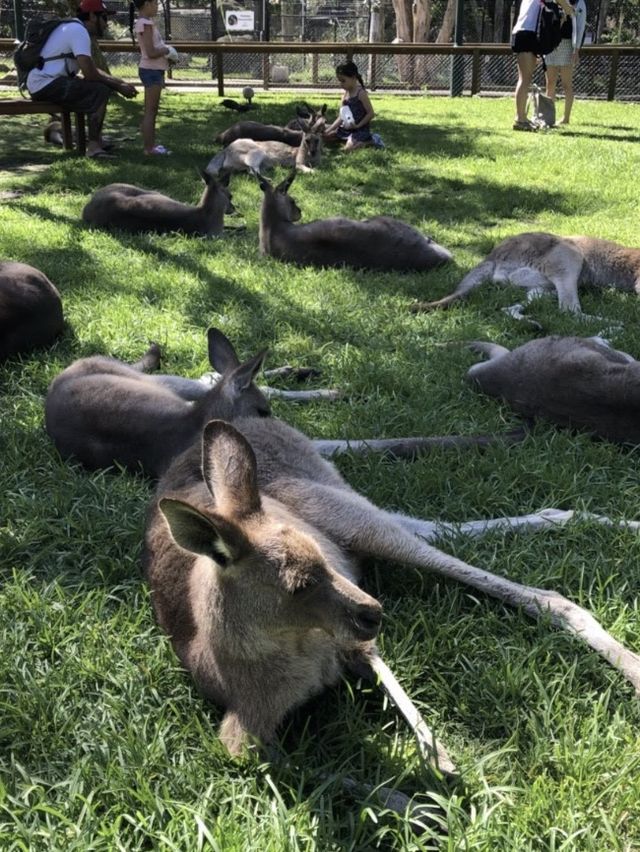 昆士蘭 Currumbin野生動物園🦘🦜🦥🐨😻😻