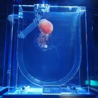 すみだ水族館