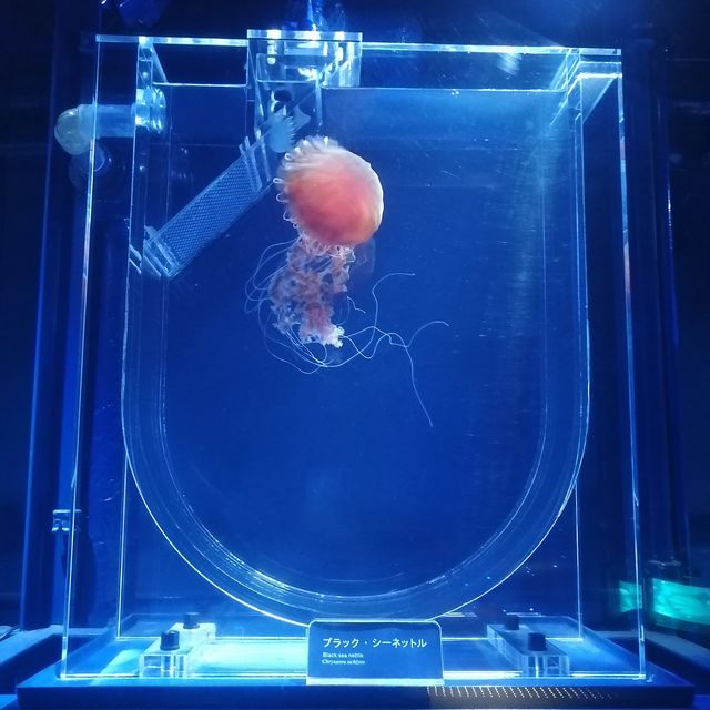 すみだ水族館