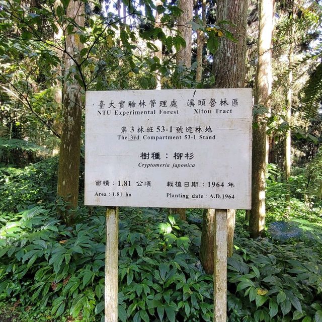 溪頭 