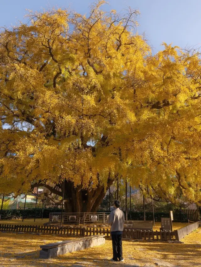 800년 수령의 장수동 은행나무🍁