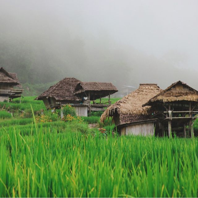 บ้านป่าบงเปียง สัมผัสสีเขียว สีสันแห่งธรรมชาติ