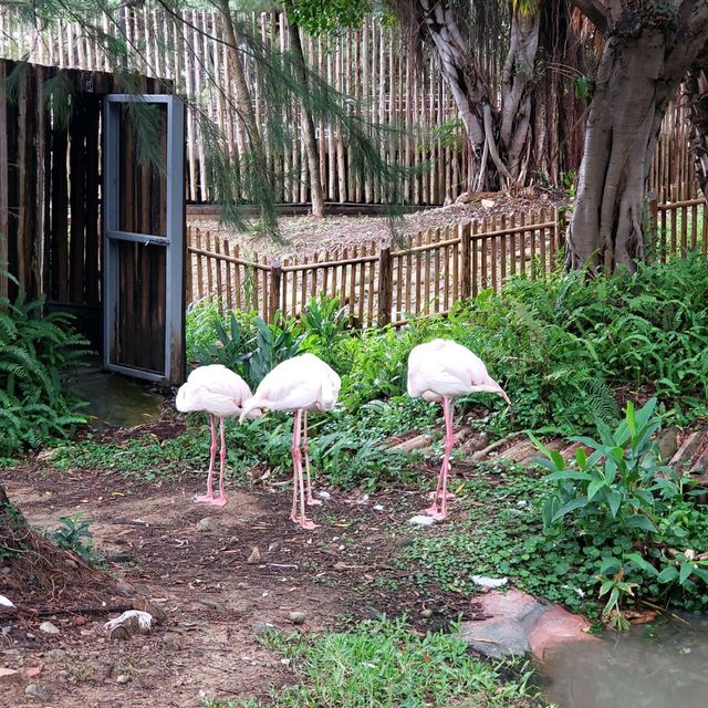 親子遊【新竹市區】新竹市立動物園
