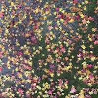 京都紅葉2022  天授庵の素晴らしいすぎる紅葉