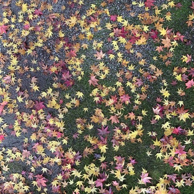 京都紅葉2022  天授庵の素晴らしいすぎる紅葉