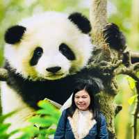 CUDDLY GIANT PANDAS 