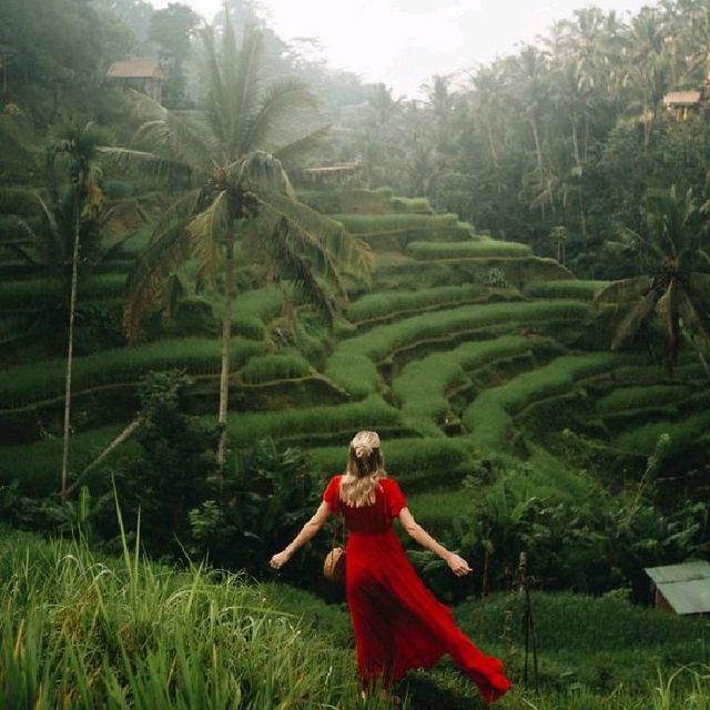 Tegalalang Rice Terraces!