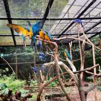 Jurong Bird Park