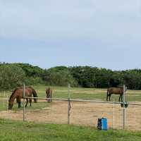 【沖縄･石垣島】海で乗馬が楽しめる‼️