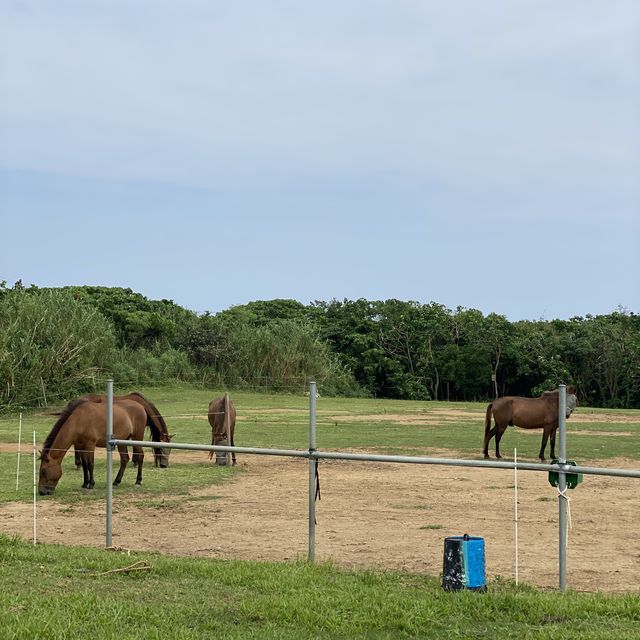 【沖縄･石垣島】海で乗馬が楽しめる‼️