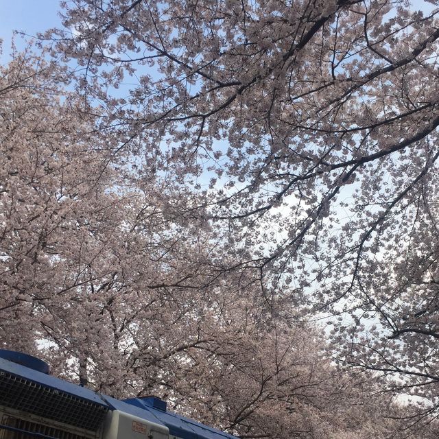 벚꽃은 경화역이 최고
