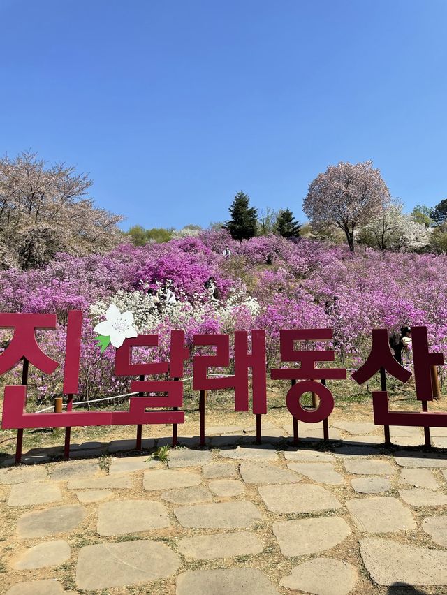핑크빛 진달래가 가득한 원미산🌸💗