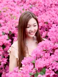 🌺黃金海岸—勒杜鵑小花海🌺