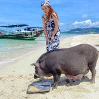 ไปหาน้องหมูบนเกาะกลางทะเลกัน 🐷😆🌊