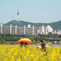서울에서 볼 수있는 유채꽃 명소 서래섬☀️💛