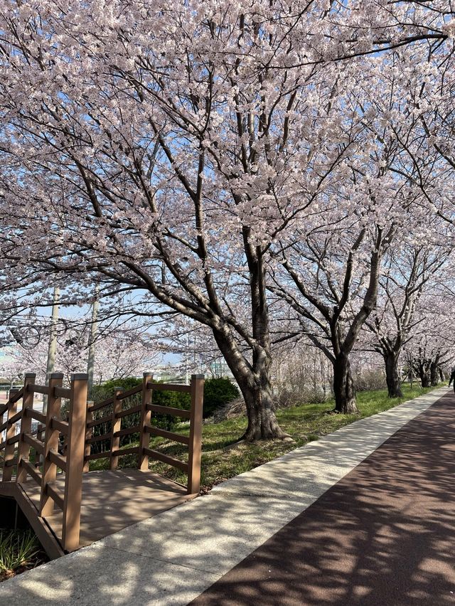 부산 최고의 벚꽃 명소🌸🌸🌸