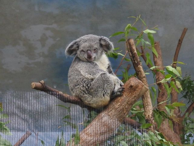 安くて広い駅近動物園🐼