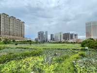 Taipa Houses (龍環葡韻）