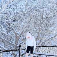 곤도라타고 쉽게 만나볼 수 있는 겨울왕국❄️