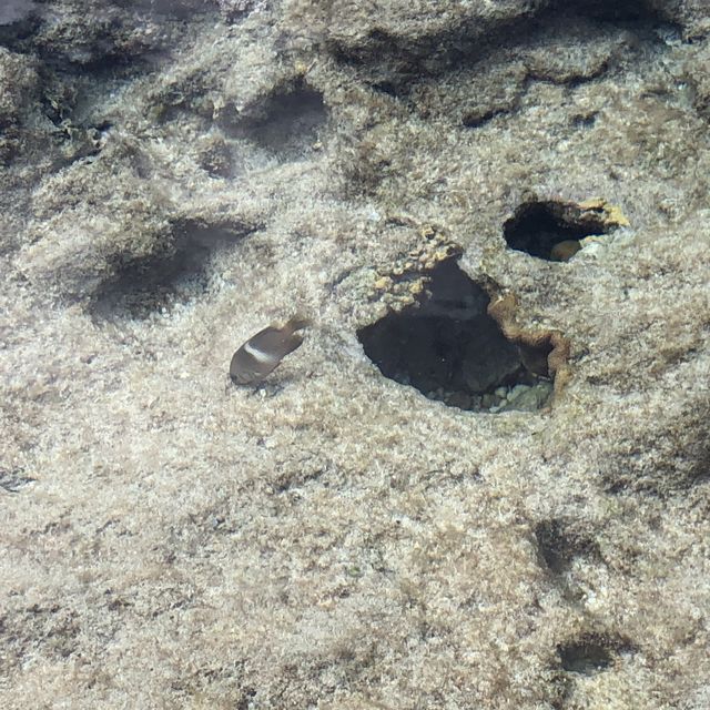 海軍棒プール　南大東島