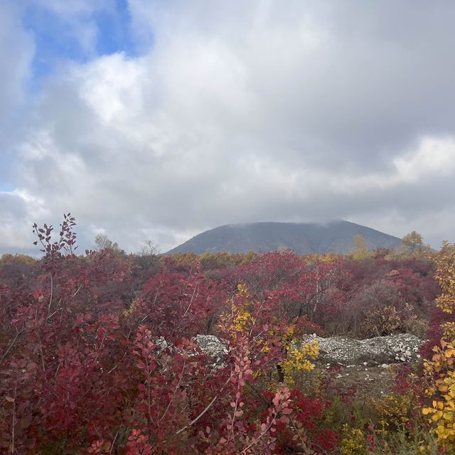 うっとりする紅葉の街道　シャキ