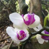 Orchids and Ostriches in Yalong Bay