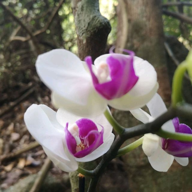 Orchids and Ostriches in Yalong Bay