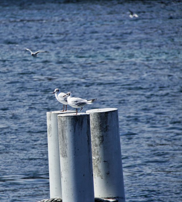 The beauty of Lake Geneva.