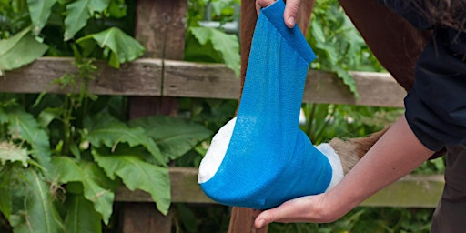 Equine Emergency First Aid / Level 3 Award | Bryerley Springs equestrian centre
